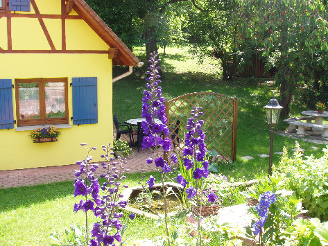 Delphiniums - bassin des poissons - ombre du cerisier